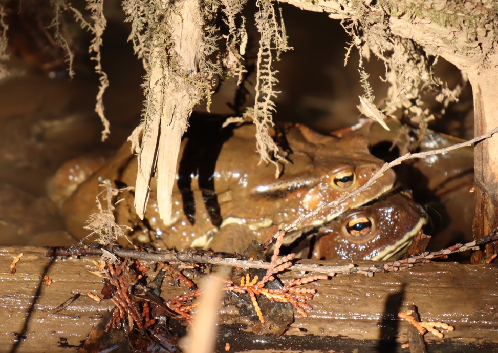 里山Y 一の沢 上の池から下の池に通じる小さな流れ 交尾中のアズマヒキガエルのペア_2022年3月24日15時50分頃_気温14度